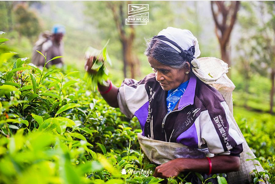 Sri Lanka – Quê hương của trà Ceylon