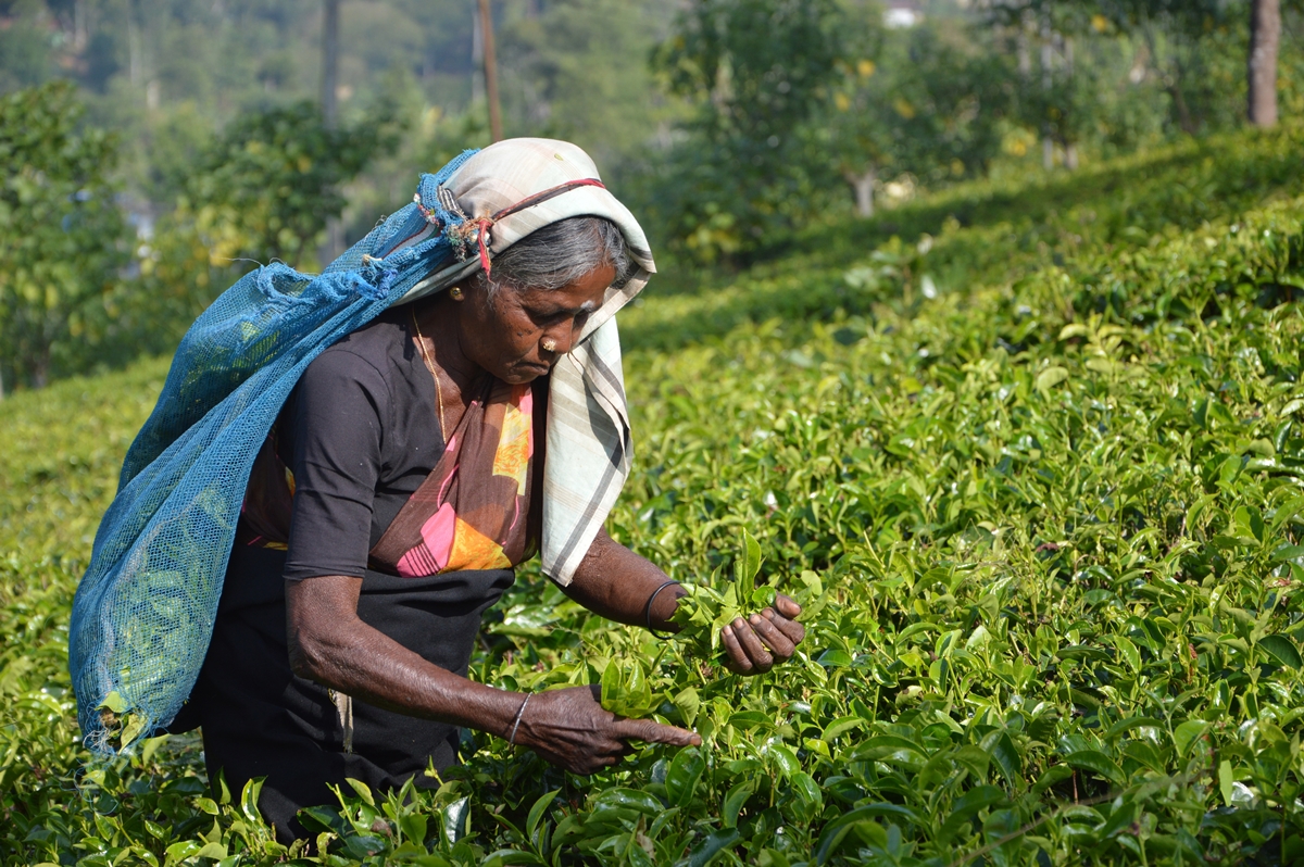 Các hình thức du lịch Sri Lanka