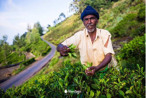 Vườn trà Ceylon, Sri lanka