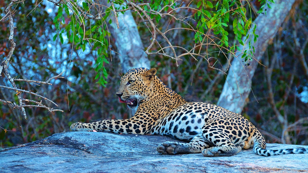 12 loài động vật tuyệt vời ở Sri Lanka