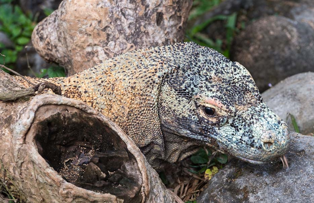 Hé lộ về vùng đất Komodo – Nơi loài rồng vẫn luôn tồn tại