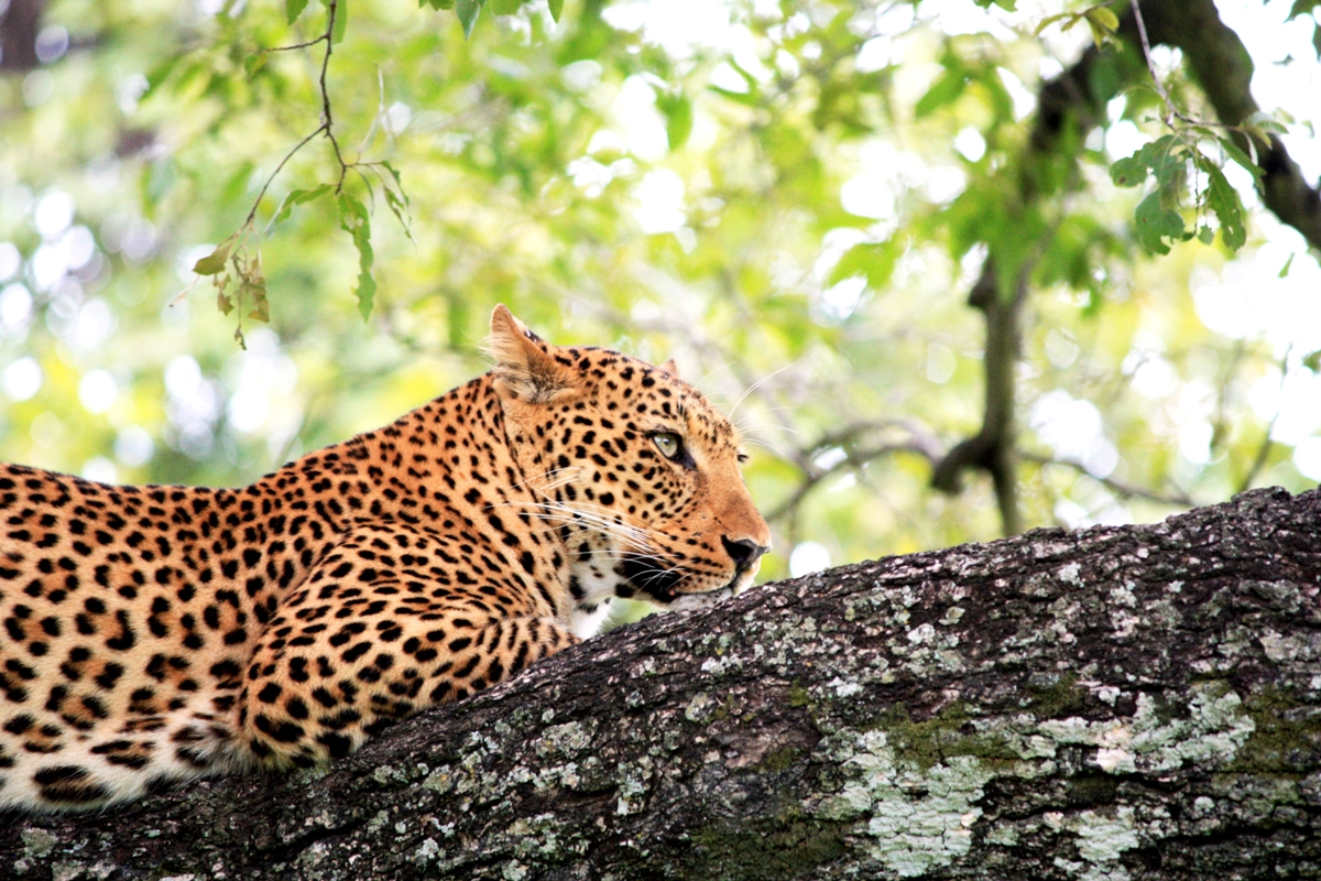 Sri Lanka – Số ít thế giới hoang dã mà chúng ta còn lại