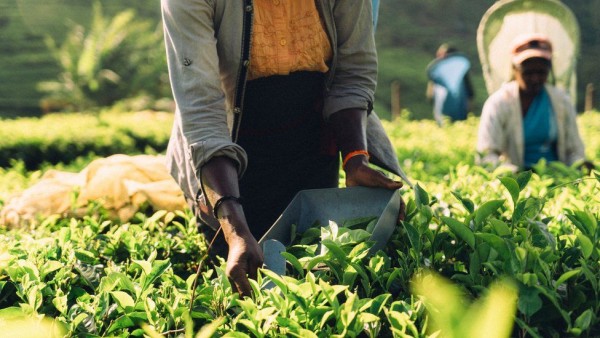 Thu hoạch trà Sri Lanka Farwego Travel