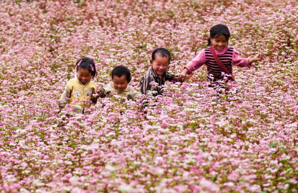 Mùa hoa tam giác tại Hà Giang