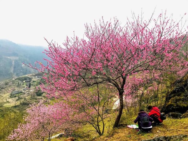 Mùa hoa đào nở tại Hà Giang 
